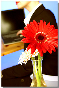 Red and white flower in a vase